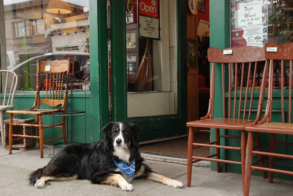 A Short Guide to Shopping with Your Dog and a List of DogFriendly Stores